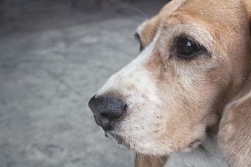 Beagle dog