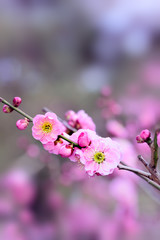 Japanese plum blossoms
