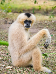 Gibbon pose