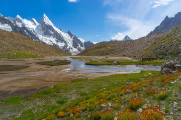 Obraz premium Wild flower at Khuspang camp with Laila peak, K2 trek, Pakistan