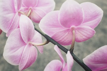 Obraz premium Pink orchid