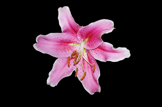 Fototapeta lily