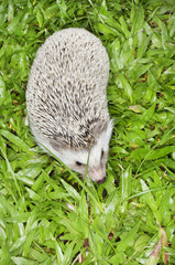 african pygmy hedgehog