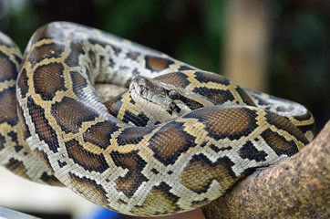 python