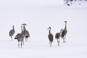 Obraz premium Sandhill Cranes in the Snow