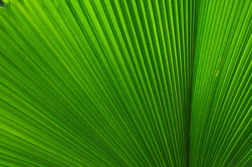 Obraz premium leaf