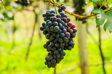  large bunches of red wine grapes hang from a vine, warm backgro