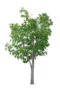 Mahogany Tree isolated on white background