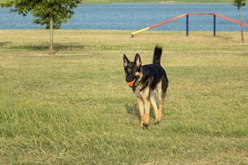 Beautiful German shepherd with a gorgeous black and tan coat returning an orange ball in a game of fetch at the dog park