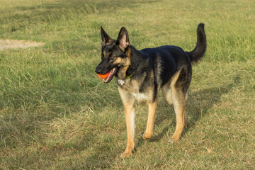 Beautiful German shepherd caught mid-stride, carrying an orange ball in a game of fetch at the dog park