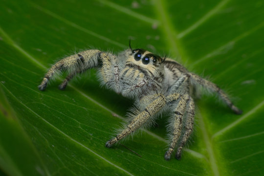Macro of spider (Hyllus Diardi Female) insect