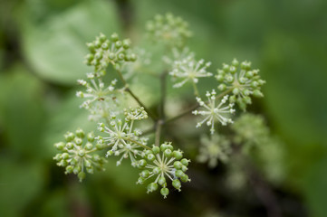 Berries of fatsia(Fatsia japonica)　ヤツデの実