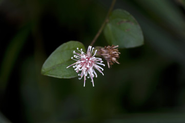 Flower of  Pertya scandens　コウヤボウキの花
