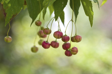 Berries of  Korean spindletree (Euonymus oxyphyllus)　ツリバナの実