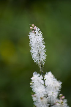 Flowers of cimicifuga simplex (bugwort or bugbane)　サラシナショウマの花