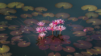 Beautiful pink lotus and lotus leaf on the pool.