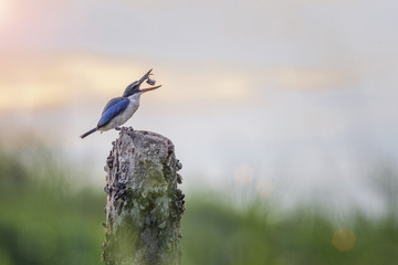 Common kingfisher bird catching and eating fresh crab on old grub in morning