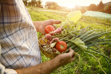 Farmer holding fresh picked vegetables