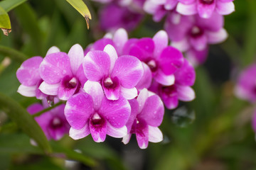 Naklejka na ściany i meble Flower (Orchidaceae or Orchid Flower)