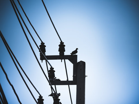 Pigeon bird is sitting on the Electrical powered pillar, Silhouette image with place your text