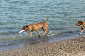 Bullmastiff pit bull mix carrying white fetch toy with water splashing and dripping from his mouth as beagle Welsh corgi mix enters the scene on this wet sandy dog park beach
