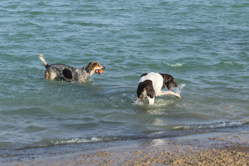 Ball toting bluetick hound walker coonhound mix watching a confused black and white spotted pointer dalmation mix slap and bite the water near the shore of a muddy and wet sandy dog park beach