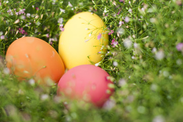 Background with Easter Eggs in the Gypso Fresh Green Grass