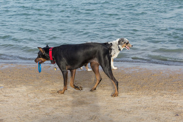 Australian shepherd mix and a wet doberman pinscher carrying an orange and a blue flying disc in her mouth walking past one another like two ships that pass in the night on a dog park beach