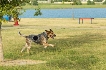 Bluetick hound and tricolored treeing walker coonhound running with an expression of joy and excitement through a dog park,  front paws high in the air and ears blown back