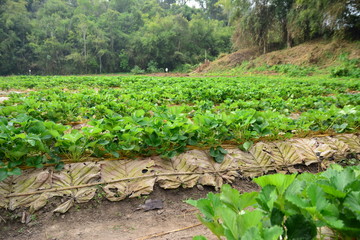 Strawberry farm