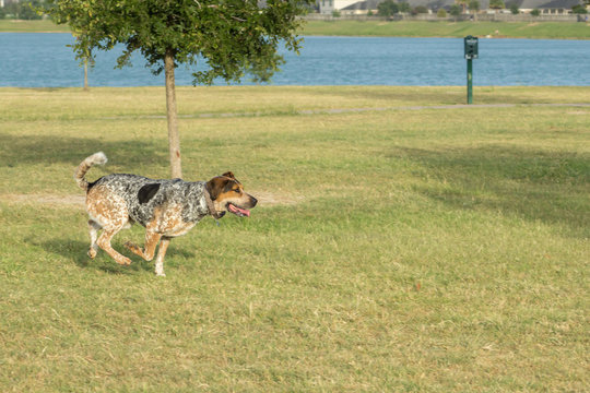 Bluetick hound and tricolored walker coonhound mix running through a dog park, caught midstride with three paws off the ground