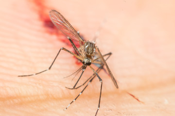 Macro of smashed mosquito (Aedes aegypti) sucking blood to died