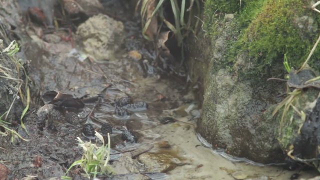 The source of the Russian River