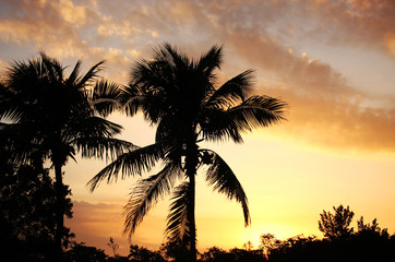 Palm tree silhouettes against golden sunset sky. Horizontal composition.