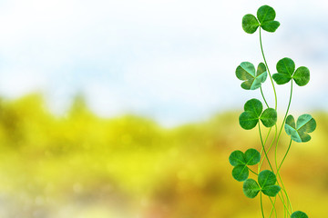 Green clover leaves on a background summer landscape