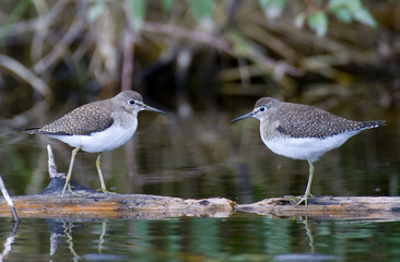 Solitary Sandpiper face off