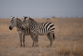 Obraz na płótnie Canvas Safari Kenya