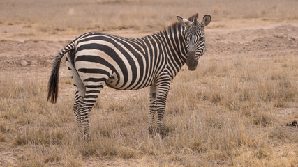 Naklejka na ściany i meble Safari Kenya