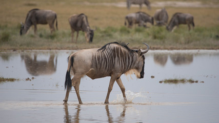 Fototapeta na wymiar Safari Kenya