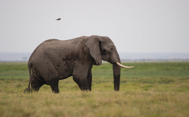 Safari Kenya