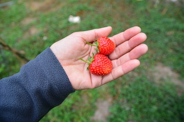 Strawberry farm
