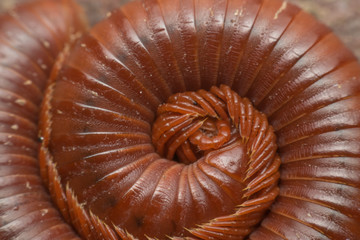 Macro of millipede