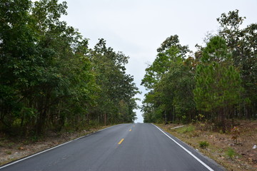 The road to forest
