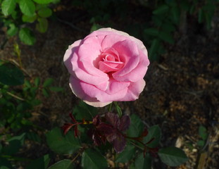 Pink rose  / Lovely pink 