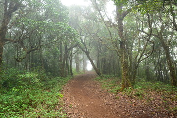 Fototapeta na wymiar Forrest and fog.