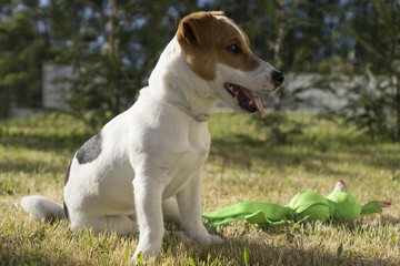 Jack Russel Terrier playing with toy