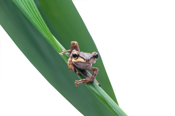 Frog on White Background - macro shot, the cute tree frog