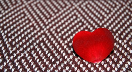 Heart of love from the petals of red roses on a colorful background elm