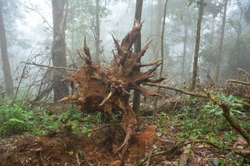 Forrest and fog.