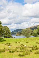 Sheep grazing in a meadow in the English Lake District, with Coniston Water in the background.
